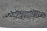 Devonian Lobe-Finned Fish (Osteolepis) Pos/Neg - Scotland #177075-2